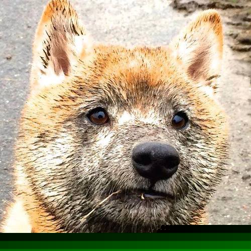 橙色风暴中的镇山石，坎特关键战不手软，荷兰军团强行终结那不勒斯狂潮