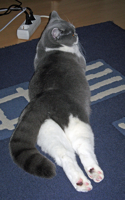 当字母哥化身风暴,篮网的音符如何谱写了辽宁队的变奏曲?