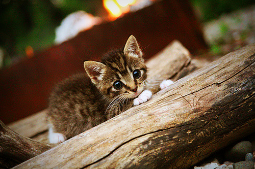 第三颗星,当桑巴风暴席卷永恒之城,厄德高在时空中画出新的彩虹
