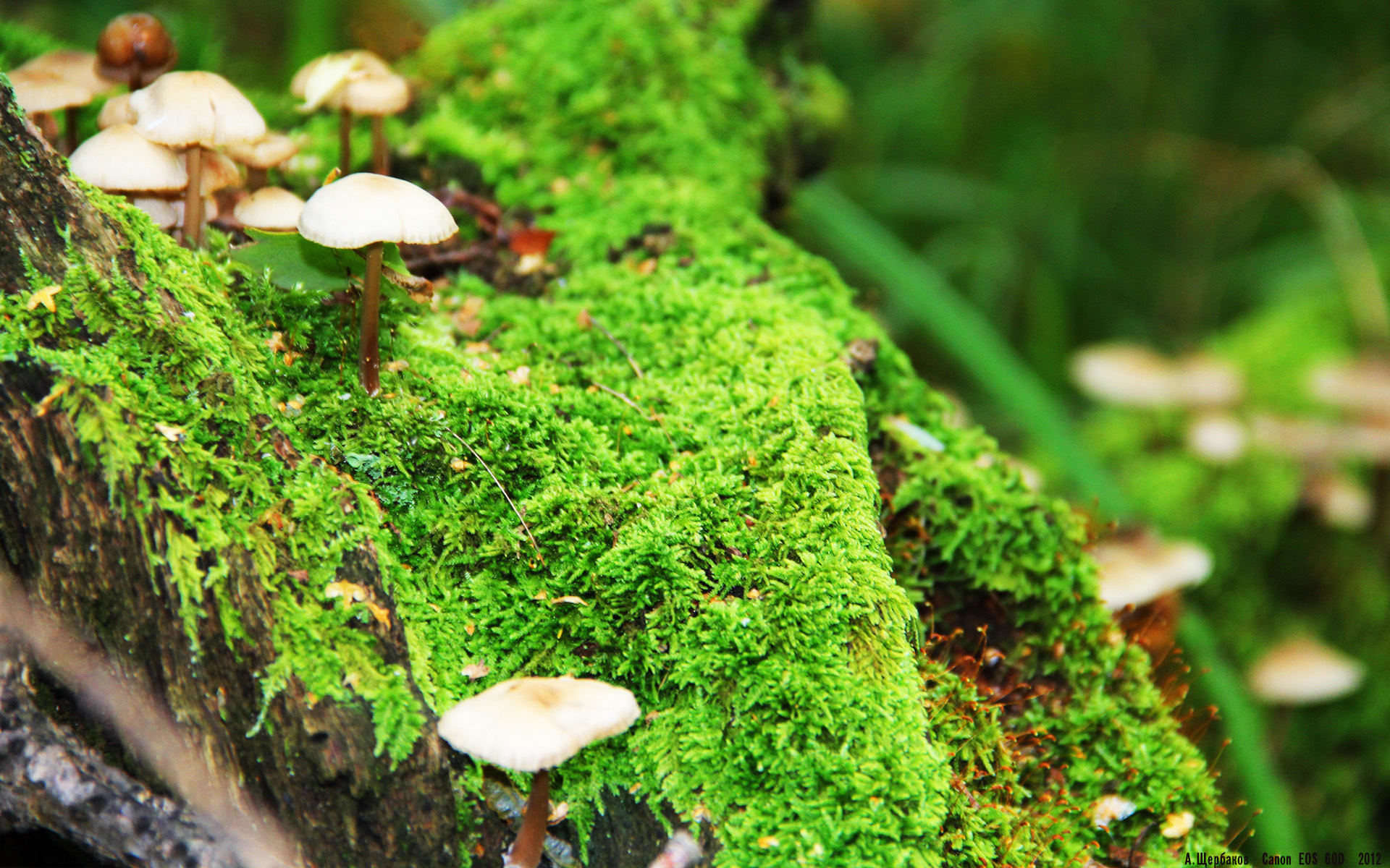 迈阿密的哨声，当东决战火烧穿地缘防线