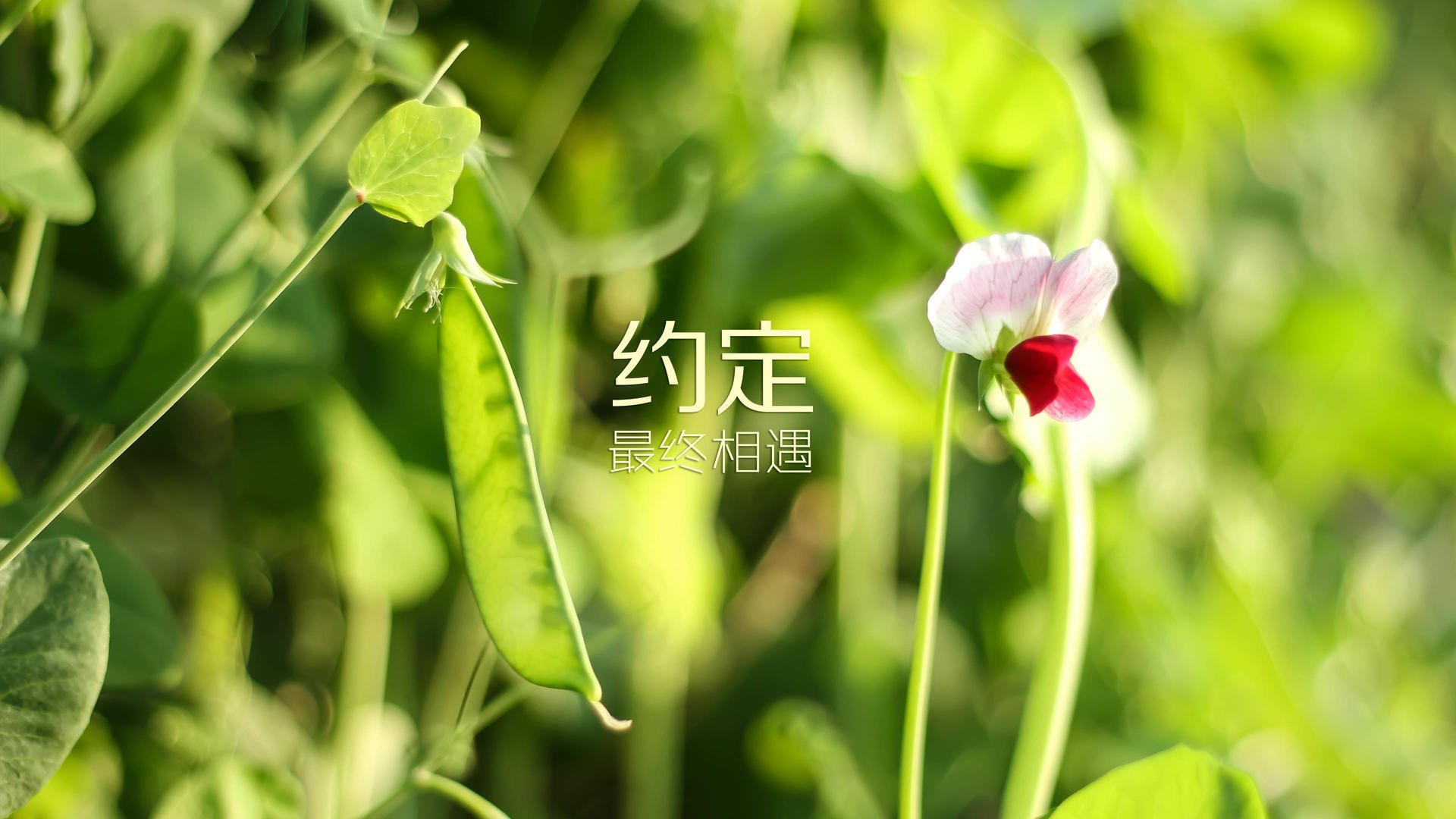 第73分钟,死亡传中