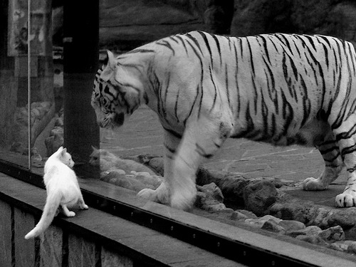 热火烧穿鹈鹕,而戈贝尔,那夜的关键先生!