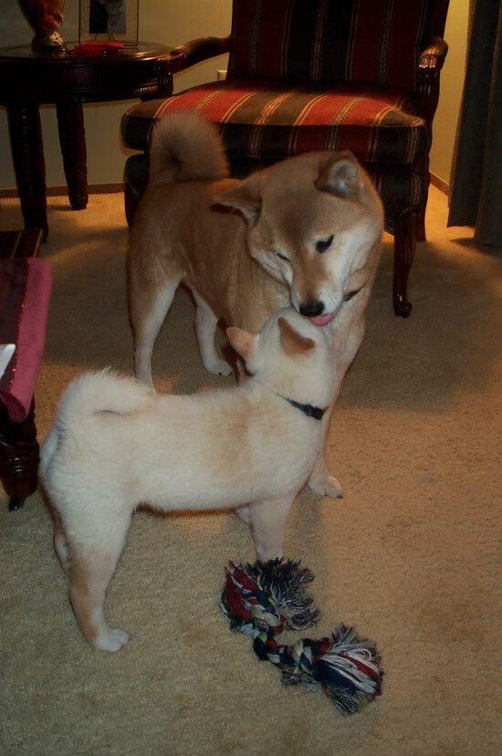 复盘，埃及铁骑碾碎红魔，暗夜中坎特方为真王