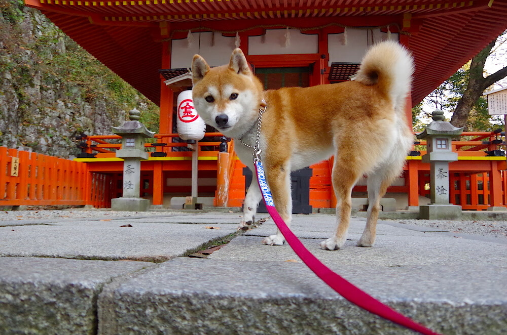 跨界双王,广厦鏖战快船之夜,文班亚马在德甲战场接管比赛