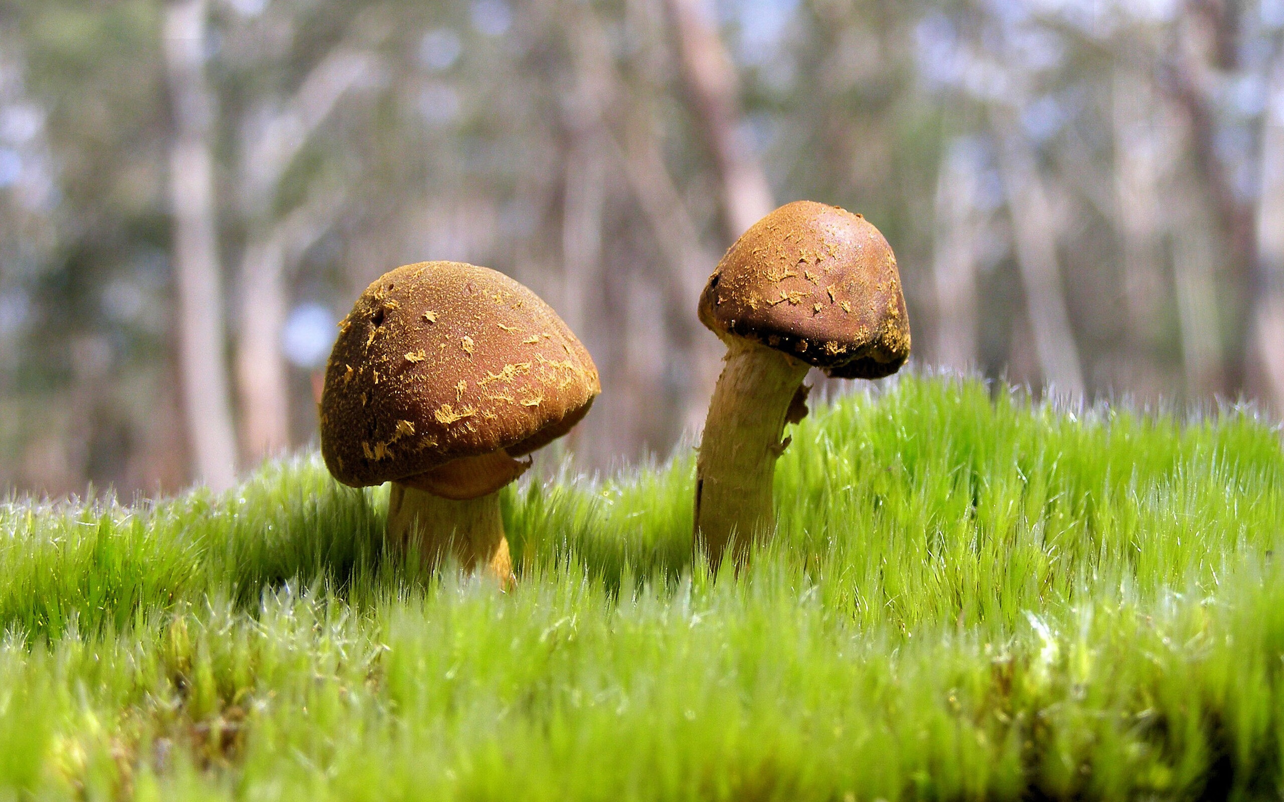 雷火电竞官网-球场新火药桶，当伊朗用导弹式传球压制摩洛哥，佩德里在平行世界完成技术碾压